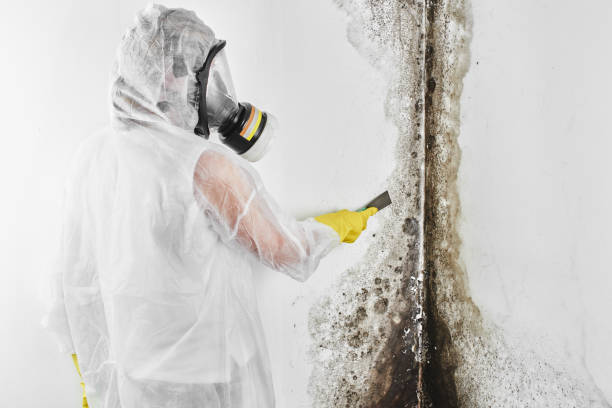 Mold Removal Process in Steilacoom, WA