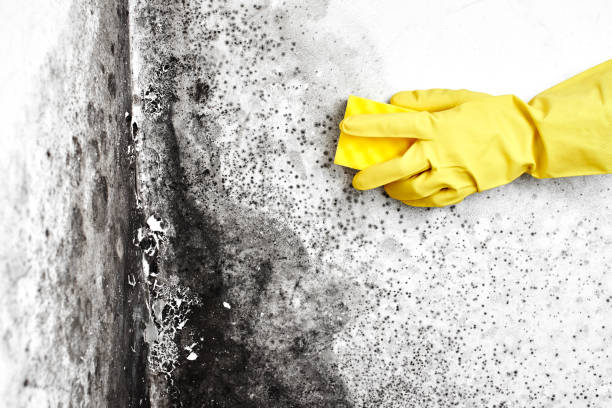 Best Mold Cleaning Services  in Steilacoom, WA