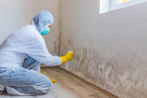 Mold Removal Process in Steilacoom, WA