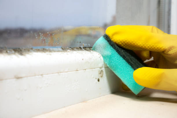 Mold Removal and Inspection in Steilacoom, WA