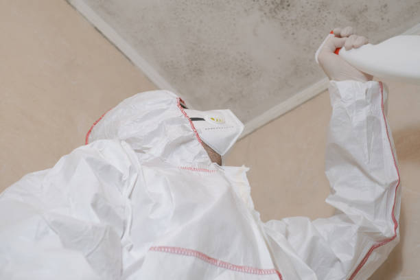 Best Mold Remediation  in Steilacoom, WA