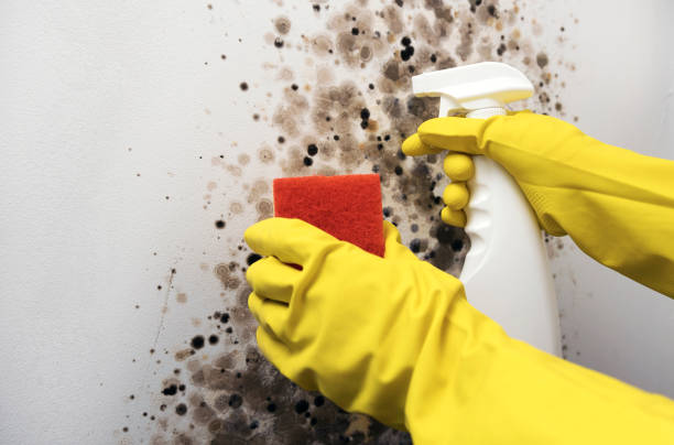 Best Commercial Mold Removal  in Steilacoom, WA
